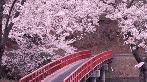 陽(yáng)春三月，這些美景其實(shí)可以帶回家！