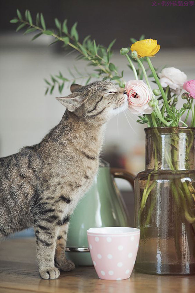 家里來了一大波萌萌噠動物，正在搞事情？！