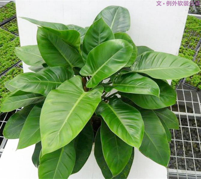 不能不知的家居綠植選擇、養(yǎng)護技巧，居家必備！-別墅設(shè)計,軟裝設(shè)計,室內(nèi)設(shè)計,豪宅設(shè)計,深圳例外軟裝設(shè)計公司