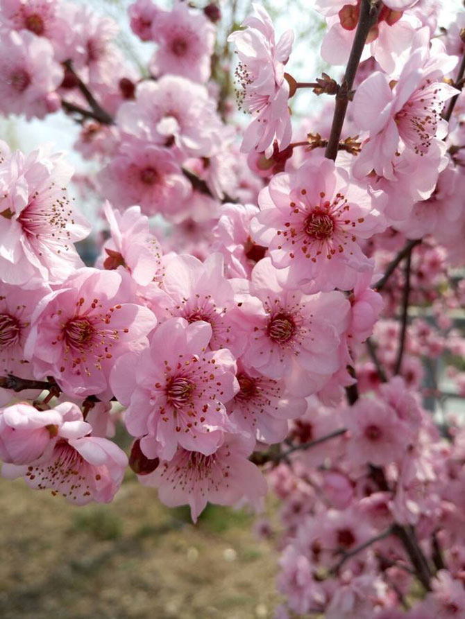 陽(yáng)春三月，這些美景其實(shí)可以帶回家！-別墅設(shè)計(jì),軟裝設(shè)計(jì),室內(nèi)設(shè)計(jì),豪宅設(shè)計(jì),深圳例外軟裝設(shè)計(jì)公司