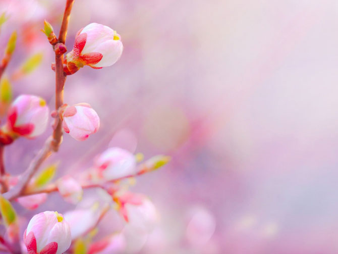 陽(yáng)春三月，這些美景其實(shí)可以帶回家！-別墅設(shè)計(jì),軟裝設(shè)計(jì),室內(nèi)設(shè)計(jì),豪宅設(shè)計(jì),深圳例外軟裝設(shè)計(jì)公司