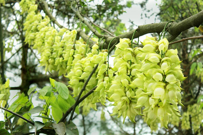 陽(yáng)春三月，這些美景其實(shí)可以帶回家！-別墅設(shè)計(jì),軟裝設(shè)計(jì),室內(nèi)設(shè)計(jì),豪宅設(shè)計(jì),深圳例外軟裝設(shè)計(jì)公司