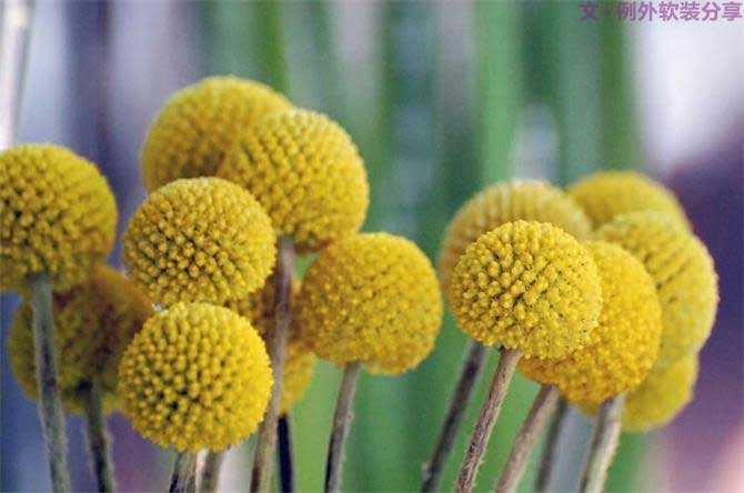 【例外.花箋記】金槌花，敲打在心間的小鼓槌！