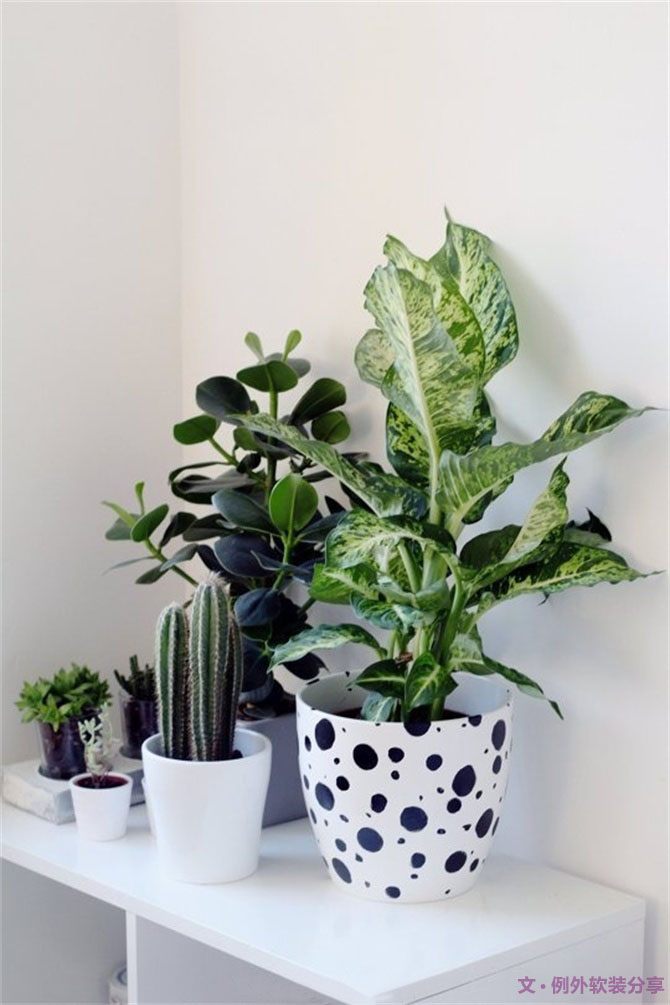 家里植物這樣擺，打造”另類“居室（一）-別墅設(shè)計(jì),軟裝設(shè)計(jì),室內(nèi)設(shè)計(jì),豪宅設(shè)計(jì),深圳例外軟裝設(shè)計(jì)公司