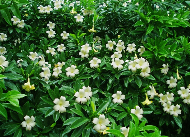 不能不知的11款強(qiáng)室內(nèi)吸毒植物，裝修房子必備-別墅設(shè)計(jì),軟裝設(shè)計(jì),室內(nèi)設(shè)計(jì),豪宅設(shè)計(jì),深圳例外軟裝設(shè)計(jì)公司
