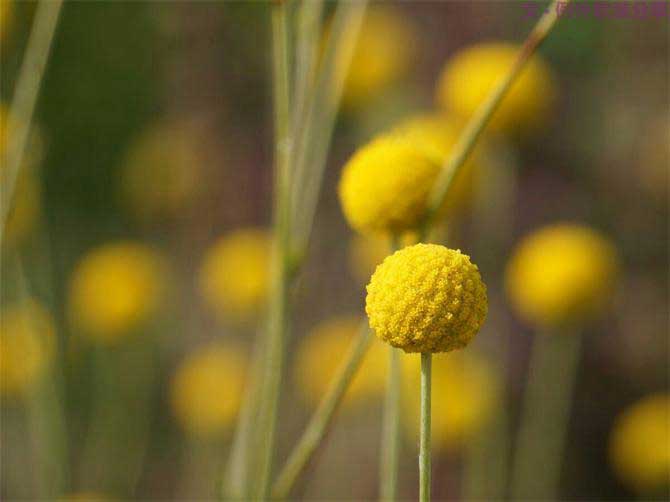 【例外.花箋記】金槌花，敲打在心間的小鼓槌！-別墅設(shè)計,軟裝設(shè)計,室內(nèi)設(shè)計,豪宅設(shè)計,深圳例外軟裝設(shè)計公司